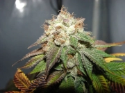Pre 98 Bubba BX2 Regular  cannabis plants in bloom, grown from Regular seeds – ideal for home cultivation from Cali Weed