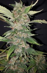 Purple Crack Feminized  cannabis plants in bloom, grown from Feminized seeds – ideal for home cultivation from Cali Weed