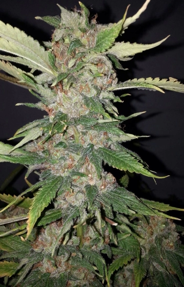 Purple Crack Feminized  cannabis plants in bloom, grown from Feminized seeds – ideal for home cultivation from Cali Weed
