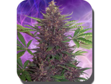 Purple Kush Auto Feminised  cannabis plants in bloom, grown from Automatic seeds – ideal for home cultivation from Big Buddha Seeds