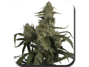 Quasar Feminised  cannabis plants in bloom, grown from Automatic seeds – ideal for home cultivation from Big Buddha Seeds