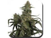 Quasar Feminized  cannabis plants in bloom, grown from Automatic seeds – ideal for home cultivation from Big Buddha Seeds
