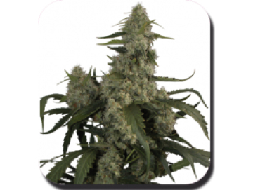 Quasar Feminised  cannabis plants in bloom, grown from Automatic seeds – ideal for home cultivation from Big Buddha Seeds