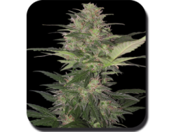 Red Dwarf Auto Feminised  cannabis plants in bloom, grown from Automatic seeds – ideal for home cultivation from Big Buddha Seeds