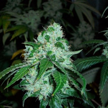 SFV OG Kush cannabis plants in bloom, grown from Feminised seeds – ideal for home cultivation from DinaFem Seeds
