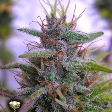 Sharksbreath Feminisiert cannabis plants in bloom, grown from Feminized seeds – ideal for home cultivation from DNA Genetics