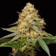 Silver LA cannabis plants in bloom, grown from Feminized seeds – ideal for home cultivation from DNA Genetics