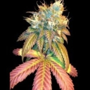 Sour Secret cannabis plants in bloom, grown from Feminized seeds – ideal for home cultivation from DNA Genetics