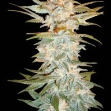Stacked Kush cannabis plants in bloom, grown from Feminised seeds – ideal for home cultivation from DNA Genetics