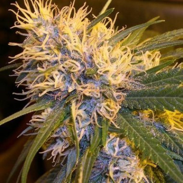 Super Cannalope Feminisiert cannabis plants in bloom, grown from Feminised seeds – ideal for home cultivation from DNA Genetics