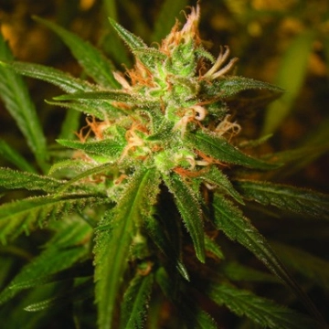 Sweet Haze Feminisiert cannabis plants in bloom, grown from Feminized seeds – ideal for home cultivation from DNA Genetics