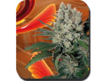 Syrup Auto Feminised  cannabis plants in bloom, grown from Automatic seeds – ideal for home cultivation from Big Buddha Seeds
