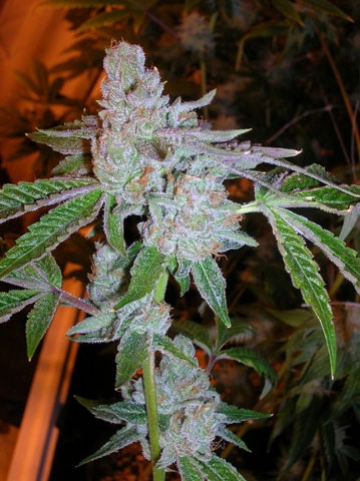 Tahoe OG Feminized  cannabis plants in bloom, grown from Feminized seeds – ideal for home cultivation from Cali Weed