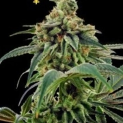 Training Day cannabis plants in bloom, grown from Feminized seeds – ideal for home cultivation from DNA Genetics