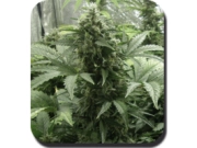 White Dwarf Auto Feminized  cannabis plants in bloom, grown from Automatic seeds – ideal for home cultivation from Big Buddha Seeds