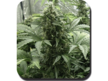 White Dwarf Auto Feminized  cannabis plants in bloom, grown from Automatic seeds – ideal for home cultivation from Big Buddha Seeds