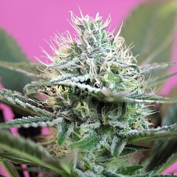  + SPEED cannabis plants in bloom, grown from Automatic seeds – ideal for home cultivation from Sweet Seeds