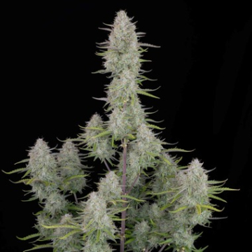 Wedding Cheesecake Auto cannabis plants in bloom, grown from Automatic seeds – ideal for home cultivation from FastBuds Seeds