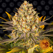 Banana Punch cannabis plants in bloom, grown from Feminised seeds – ideal for home cultivation from Barneys Farm