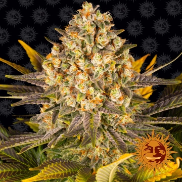 Banana Punch cannabis plants in bloom, grown from Feminized seeds – ideal for home cultivation from Barneys Farm