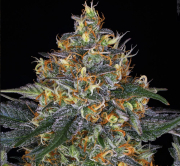 Barneys moby dick auto