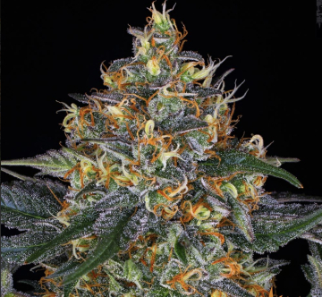 Barneys moby dick auto