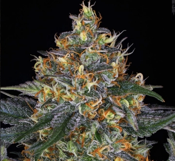 Moby Dick Auto cannabis plants in bloom, grown from Automatic seeds – ideal for home cultivation from Barneys Farm