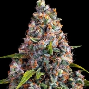 Strawberry Cheesecake Auto cannabis plants in bloom, grown from Automatic seeds – ideal for home cultivation from Barneys Farm