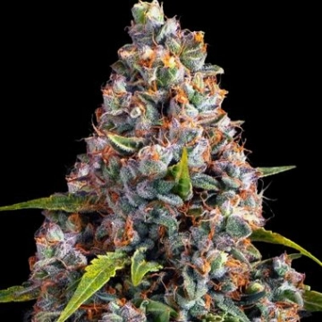 Strawberry Cheesecake Auto cannabis plants in bloom, grown from Automatic seeds – ideal for home cultivation from Barneys Farm