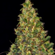 Amnesia Haze Auto cannabis plants in bloom, grown from Automatic seeds – ideal for home cultivation from Barneys Farm