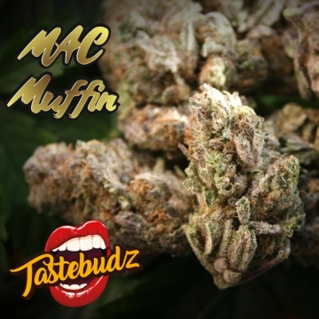 MAC Muffin cannabis plants in bloom, grown from Feminized seeds – ideal for home cultivation from TasteBudz