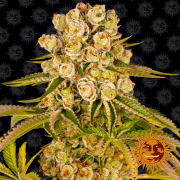 Kush Mintz cannabis plants in bloom, grown from Feminised seeds – ideal for home cultivation from Barneys Farm