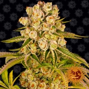Kush Mintz cannabis plants in bloom, grown from Feminized seeds – ideal for home cultivation from Barneys Farm