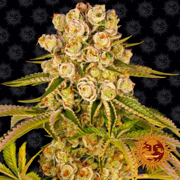 Kush Mintz cannabis plants in bloom, grown from Feminized seeds – ideal for home cultivation from Barneys Farm