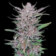 Gorilla Punch Auto cannabis plants in bloom, grown from Automatic seeds – ideal for home cultivation from FastBuds Seeds