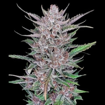 Gorilla Punch Auto cannabis plants in bloom, grown from Automatic seeds – ideal for home cultivation from FastBuds Seeds