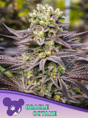 Oracle Octane cannabis plants in bloom, grown from Feminised seeds – ideal for home cultivation from Anesia Seeds