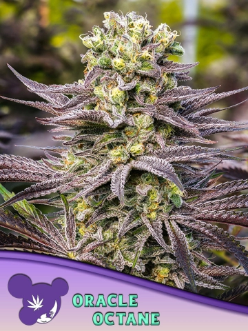 Oracle Octane cannabis plants in bloom, grown from Feminized seeds – ideal for home cultivation from Anesia Seeds