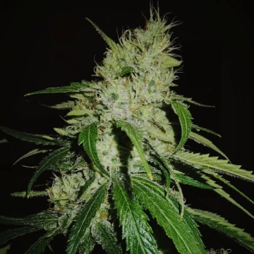 Gelonade cannabis plants in bloom, grown from Feminized seeds – ideal for home cultivation from TasteBudz