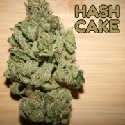 Hash Cake cannabis plants in bloom, grown from Feminized seeds – ideal for home cultivation from TasteBudz