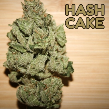 Hash Cake cannabis plants in bloom, grown from Feminized seeds – ideal for home cultivation from TasteBudz