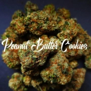 Peanut Butter Cookies cannabis plants in bloom, grown from Feminized seeds – ideal for home cultivation from TasteBudz