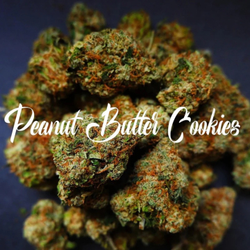 Peanut Butter Cookies cannabis plants in bloom, grown from Feminised seeds – ideal for home cultivation from TasteBudz