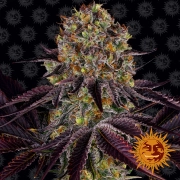 RUNTZ X LAYER CAKE cannabis plants in bloom, grown from Feminized seeds – ideal for home cultivation from Barneys Farm