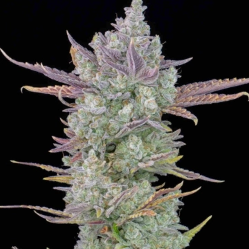 Gorilla Cookies Auto cannabis plants in bloom, grown from Automatic seeds – ideal for home cultivation from FastBuds Seeds