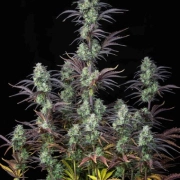 Strawberry Banana Auto cannabis plants in bloom, grown from Automatic seeds – ideal for home cultivation from FastBuds Seeds