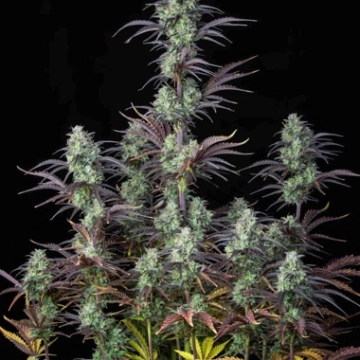 Strawberry Banana Auto cannabis plants in bloom, grown from Automatic seeds – ideal for home cultivation from FastBuds Seeds