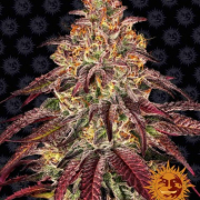 MIMOSA X ORANGE PUNCH AUTO cannabis plants in bloom, grown from Automatic seeds – ideal for home cultivation from Barneys Farm