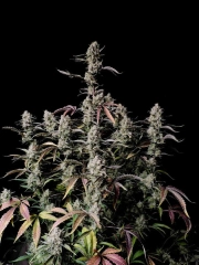 Gorilla Zkittlez Auto cannabis plants in bloom, grown from Automatic seeds – ideal for home cultivation from FastBuds Seeds