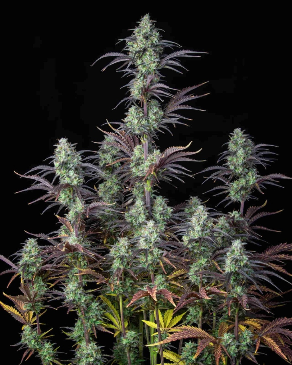 Mimosa Cake Auto – FastBuds – Autoflowering